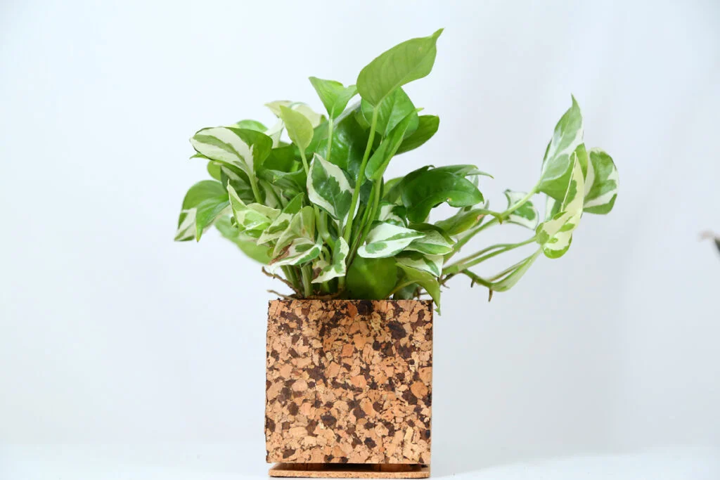 Choco Chip Cork Planter